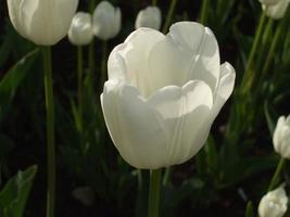 white tulip. spring flower. close-up photo