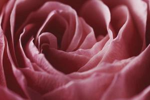 Close up pink rose flower. Macro. Selective focus. photo