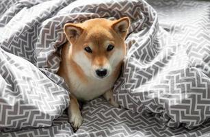 Fluffy young red dog Shiba inu is lying in the owner's bed photo