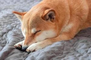 Cute red Shiba inu dog sleeps on grey sofa at home. Close-up. Trust, calm, caring for animals, friendship, the concept of love. photo