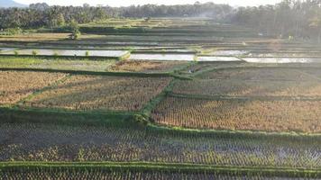 antenne visie van ochtend- in rijst- veld- Bali in traditioneel dorp video