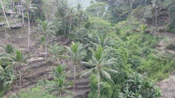 antenne visie van tegalalang Bali rijst- terrassen. video