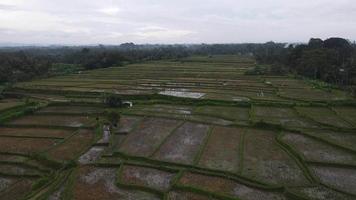 antenne visie van ochtend- in rijst- veld- Bali in traditioneel dorp video