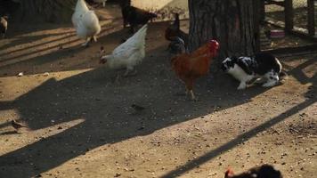 Decorative chickens in a fenced enclosure. Pets video