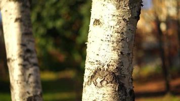 White birch trunk on a blurry background of nature. Autumn landscape video