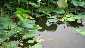 lluvia sobre el estanque de lotos. fondo natural. video