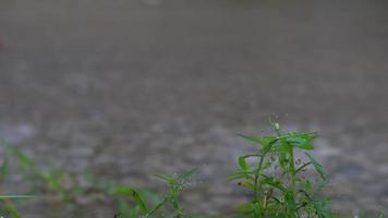 grünes Gras vor überschwemmtem Wasser. verschwommenes Bild von überschwemmtem Wasser und fallenden Regentropfen. video
