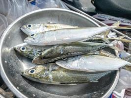 Fresh mackerel placed in a stall in the market photo