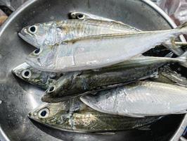 Fresh mackerel placed in a stall in the market photo