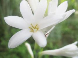 foliage Leaves fruits and Flowers photo