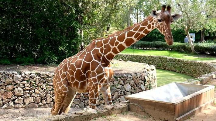 動物園影片