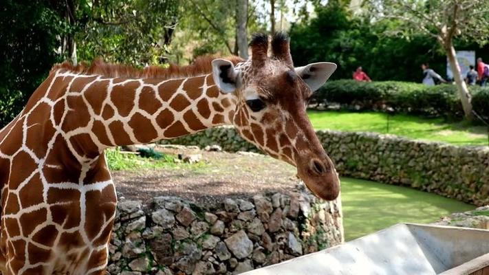 動物園影片