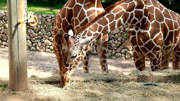 動物園影片