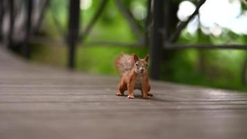 schattig eekhoorn Aan een loopbrug in een openbaar park video