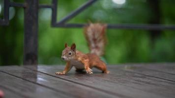 carino scoiattolo su un' passerella nel un' pubblico parco video