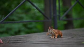 Cute squirrel on a walkway in a public park video