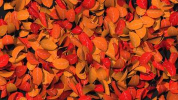 las hojas de otoño revelan texto de feliz día de acción de gracias, marco de hojas, fondo de oferta de venta de otoño, selección de mate luma, representación 3d video