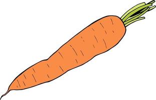 Big carrot on white background. Vector image.