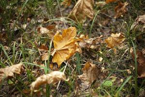 naturaleza en el bosque. plantas en otoño. foto