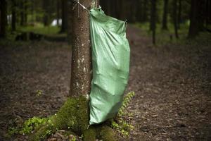 Green garbage collection bag. Waste collection in forest. Place to throw package. photo