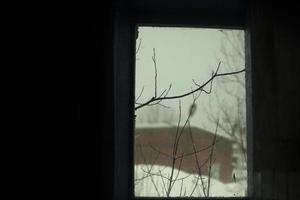 Tree branches outside window. View from window to street. photo