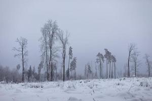 Winter landscape. Deforestation in winter. Field in snow.. Remaining trees. photo