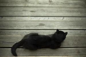 Black cat lies on blackboard. Pet on veranda. Cat with black hair. photo