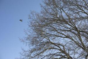 Bird flies from tree. Tree branches. photo