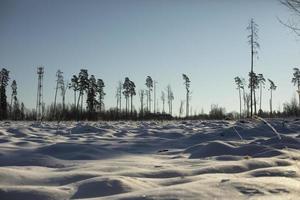 Winter field and forest. Landscape on deforestation. Open space in natural park. photo