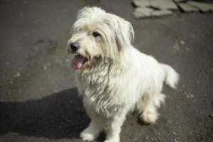 perro con bata blanca gruesa. animal en la calle en la ciudad. foto