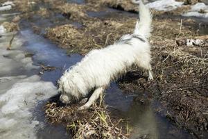 Dog on walk in woods. Dog in swamp. Pet in nature in park. photo