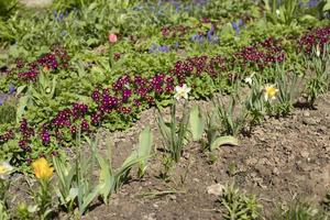 Flowers in garden in spring. Growing plants in ground. photo