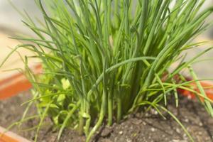 las cebollas verdes crecen en verano en maceta. cultivando vegetales. foto