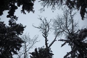 Winter forest. Lots of snow in trees. photo