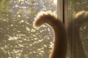 Tail of cat. Tail is in sunlight. Pet on window. photo