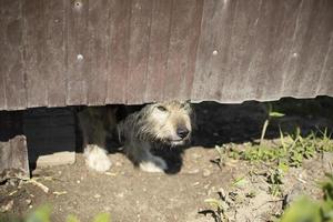 Angry dog under fence. Pet guards territory of house. photo