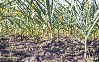 campo de ajo en el paisaje. ajo ecológico cultivado en el campo. campo agrícola de la planta de ajo. el concepto de agricultura orgánica. una cama de ajo, tierra negra suelta en el jardín. foto