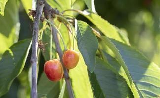 Ripe red and sweet cherry berries hanging from a tree branch before harvest in early summer. A tree with delicious and juicy dark red bird cherry fruits hanging from a tree branch. photo