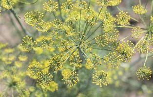Background with dill umbel close-up. garden plant. Fragrant dill on a bed in the garden. Growing dill. Dill in the garden. Umbrella aromatic Eurasian plant. photo