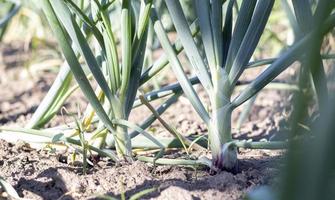 View of a field with ripening green onions. Onion field. Onion ripe plants growing in the field, close-up. Field onion ripening in spring. Agricultural landscape. Growing green onions in the garden. photo