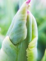 foliage Leaves fruits and Flowers photo