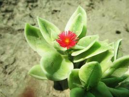 foliage Leaves fruits and Flowers photo