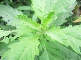 foliage Leaves fruits and Flowers photo