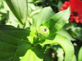 foliage Leaves fruits and Flowers photo