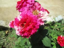 foliage Leaves fruits and Flowers photo