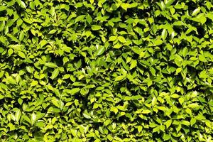 Fence green leaves wall background photo