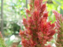 foliage Leaves fruits and Flowers photo