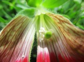 foliage Leaves fruits and Flowers photo