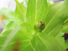 foliage Leaves fruits and Flowers photo