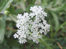 foliage Leaves fruits and Flowers photo